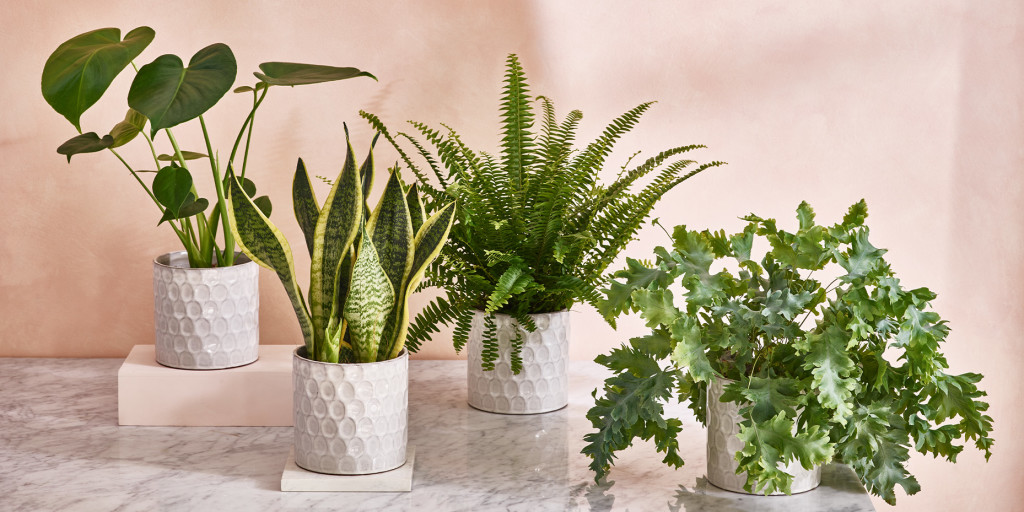 Swiss Cheese Plant, Ficus Robusta, Snake Plant, Boston Fern 