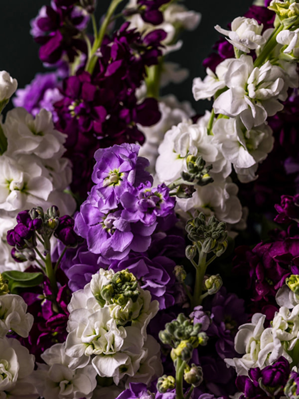 Shop Flowers and explore now