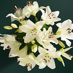 Letterbox flowers