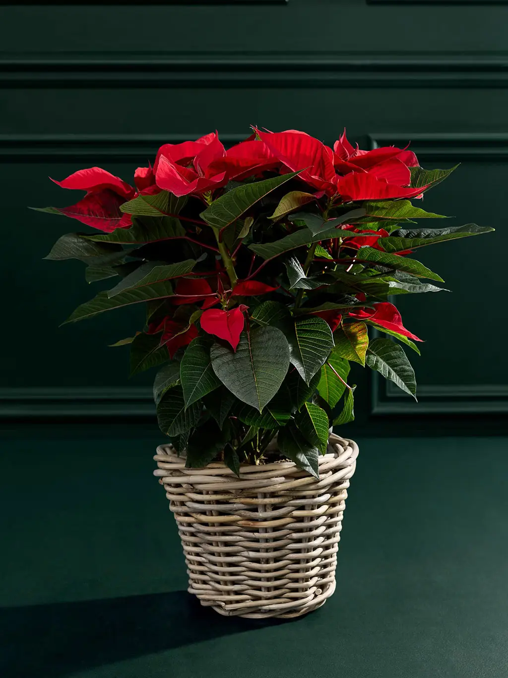 Poinsettia plant in a wicker basket.