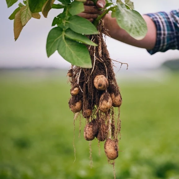 Farmer holding potato plant in field