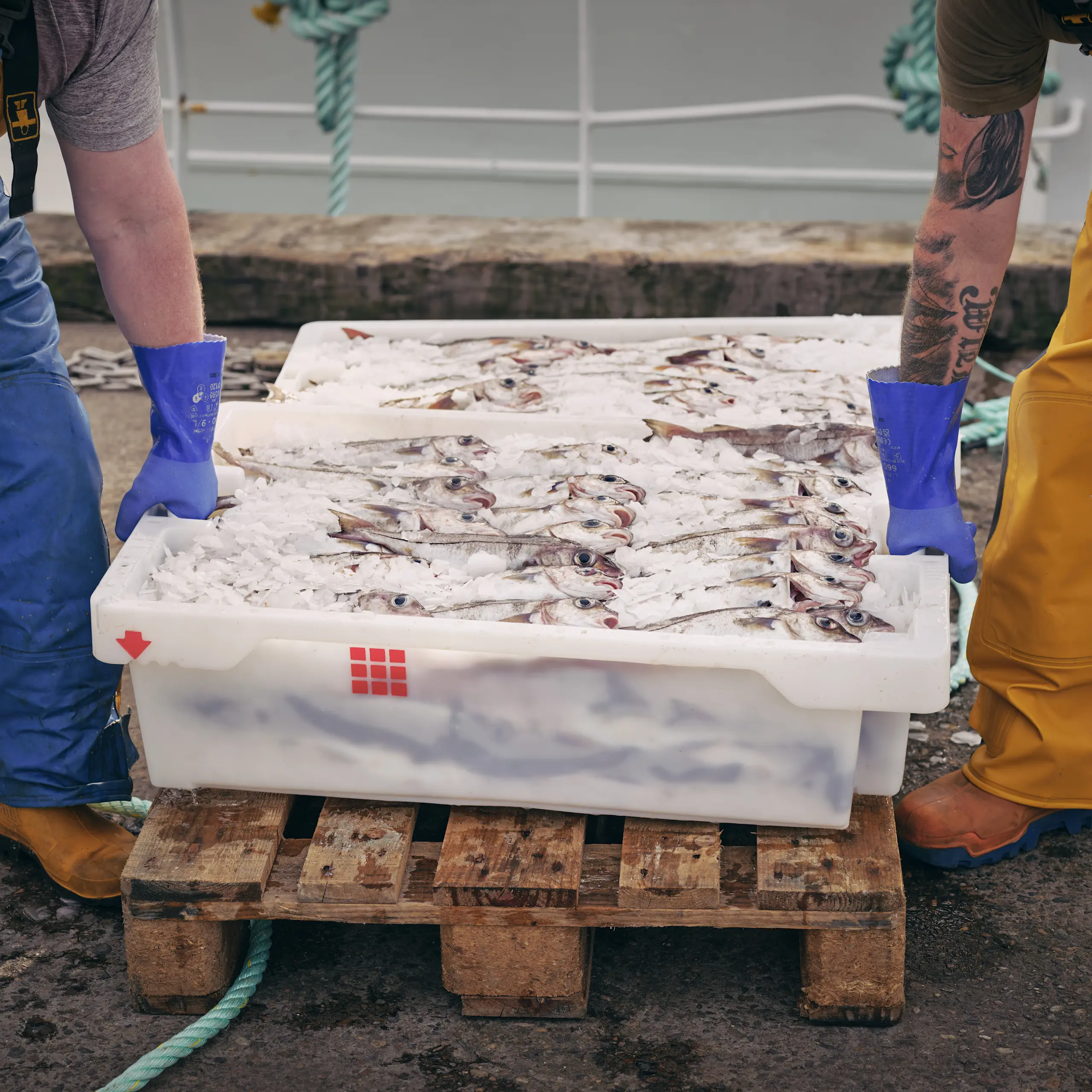 Smoked Haddock crate