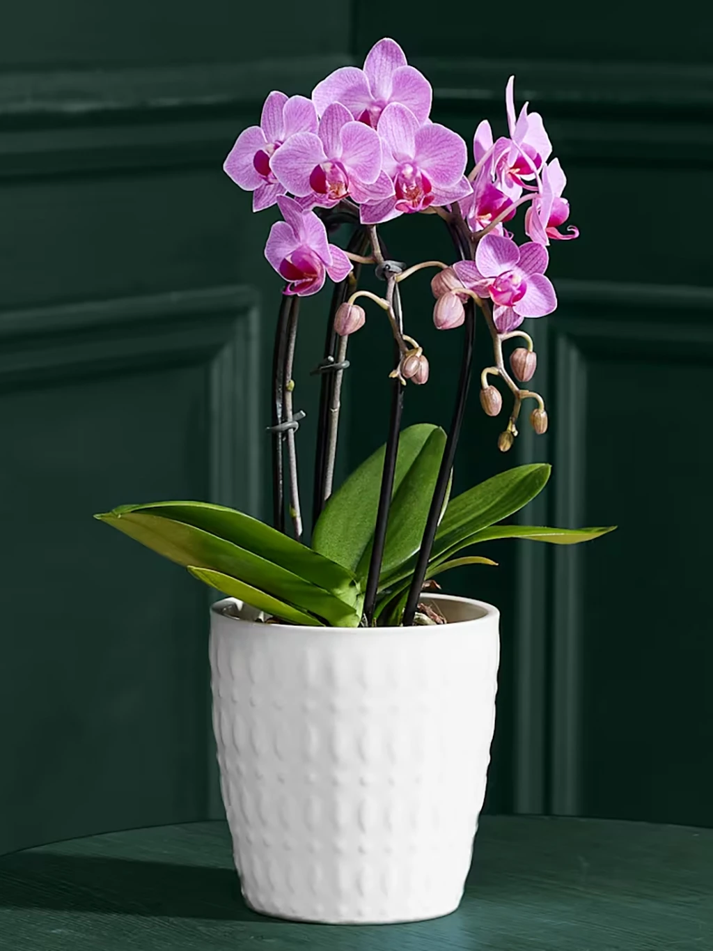 Purple orchids