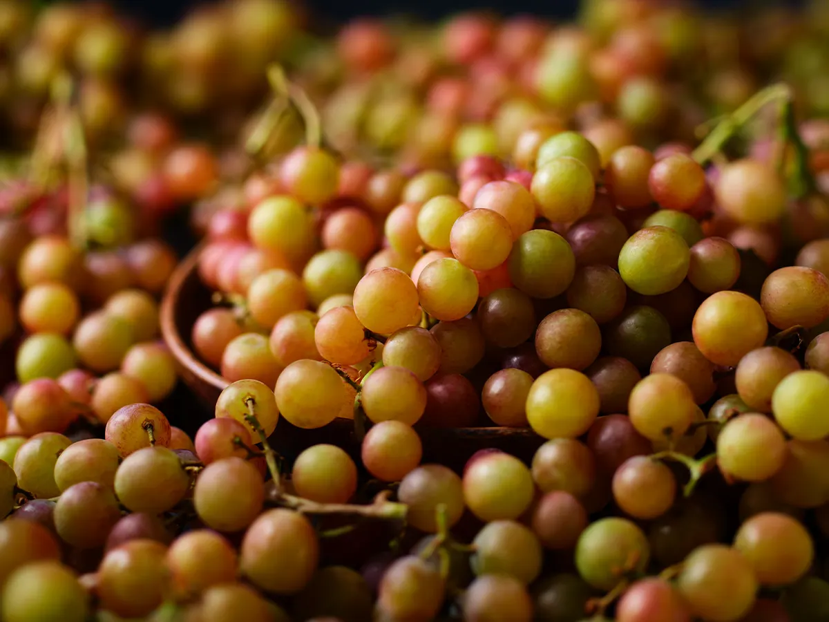 Mango grapes

