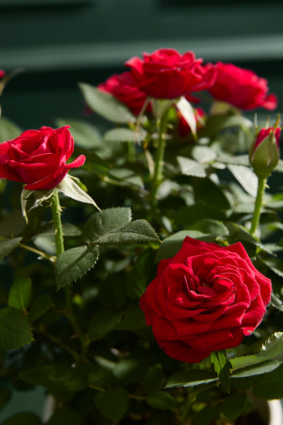 Red rose plants