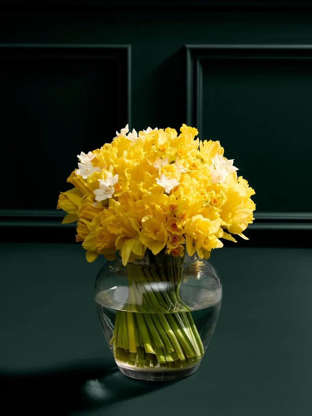 A bouquet of yellow daffodils in a clear vase set against a dark green background
