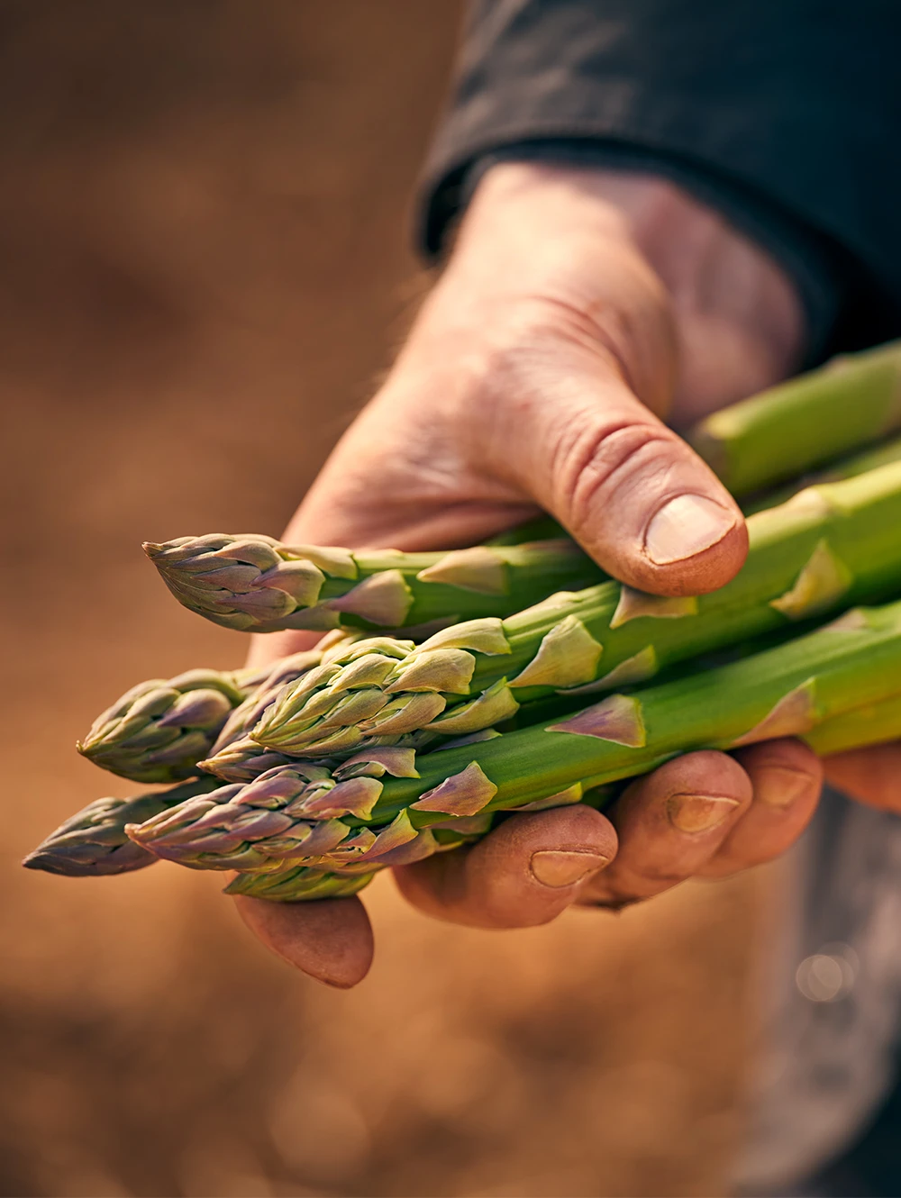 Close-up of man holding asparagus