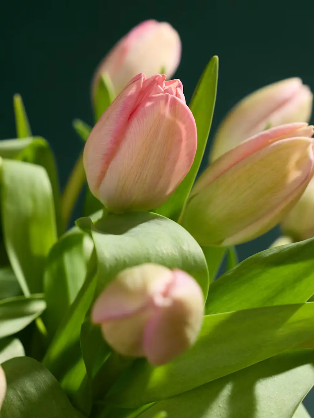 Pink tulips