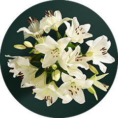 Letterbox flowers
