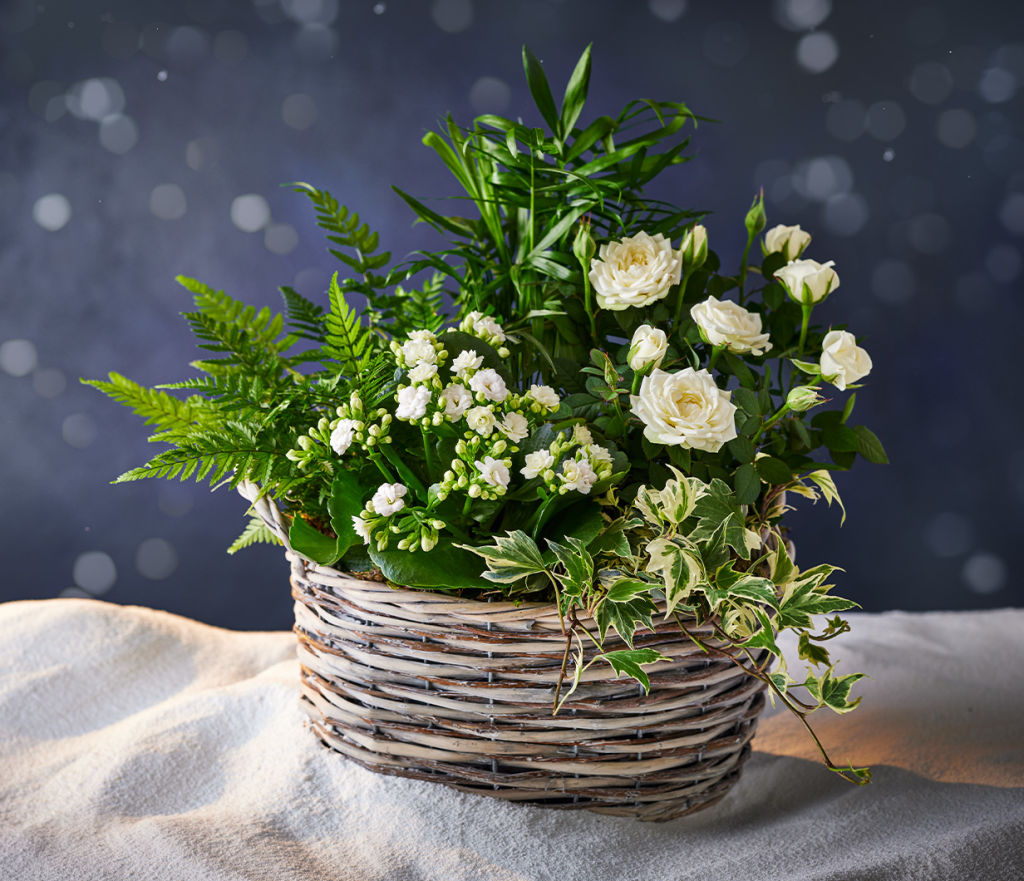 Shop winter flowers - 17th Oct