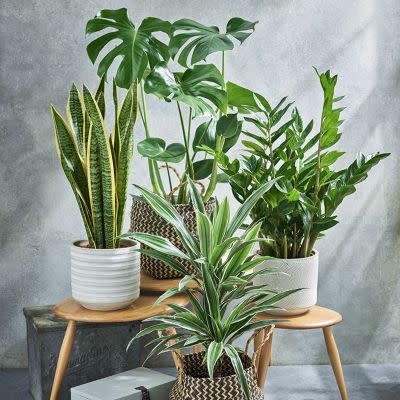 Perfect plants