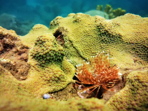 coraux sint-maarten