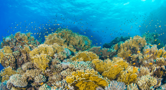 scuba-diving-in-sint-maarten