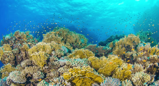 scuba-diving-in-sint-maarten