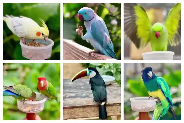 Parotte Ville bird park