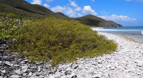 froussards-trail-in-sint-maarten