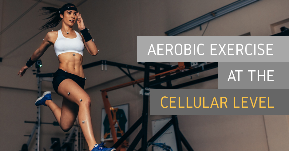 Mitochondrial Adaptations to Aerobic Training
