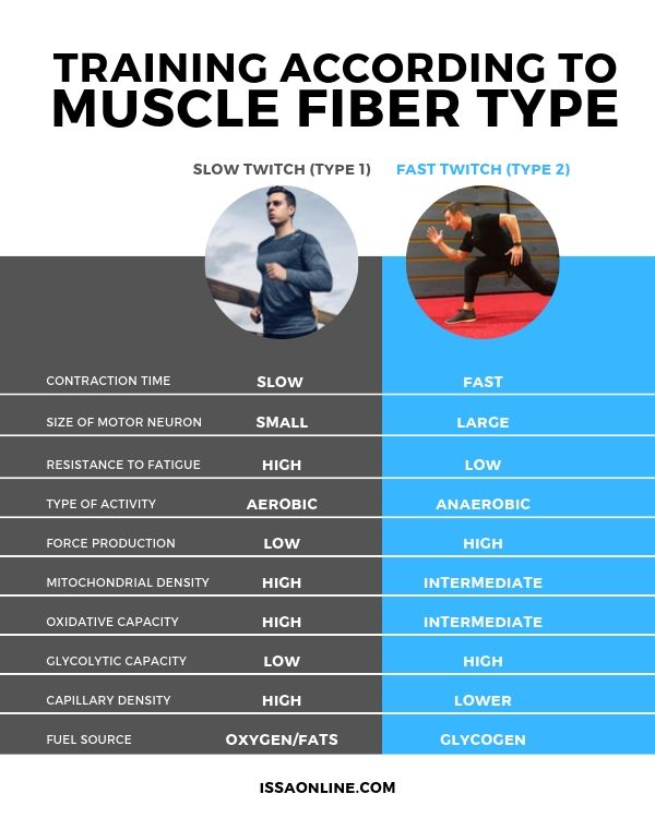 Muscle Fiber Type Handout