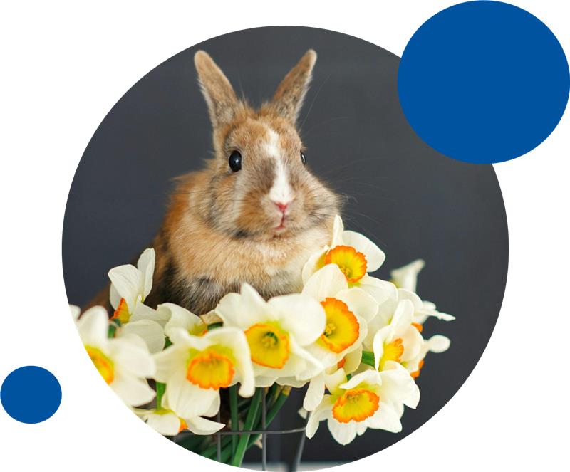 Spring_Graphic_1.jpg