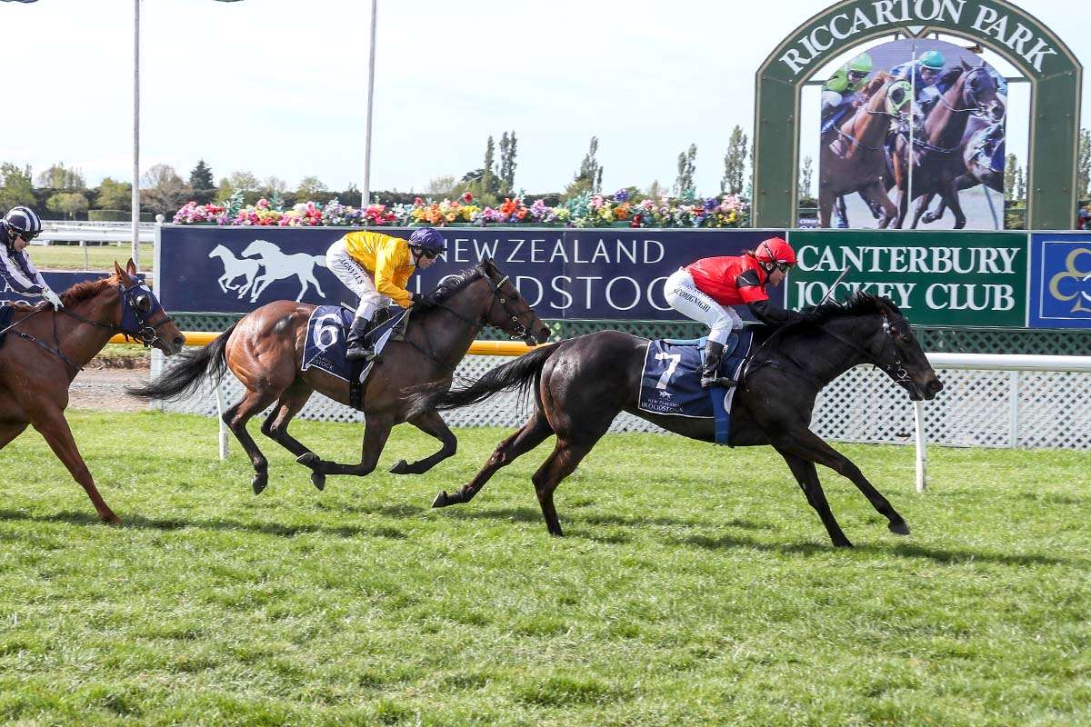 Rangiora trainers hoping to match past deeds in Canterbury Belle