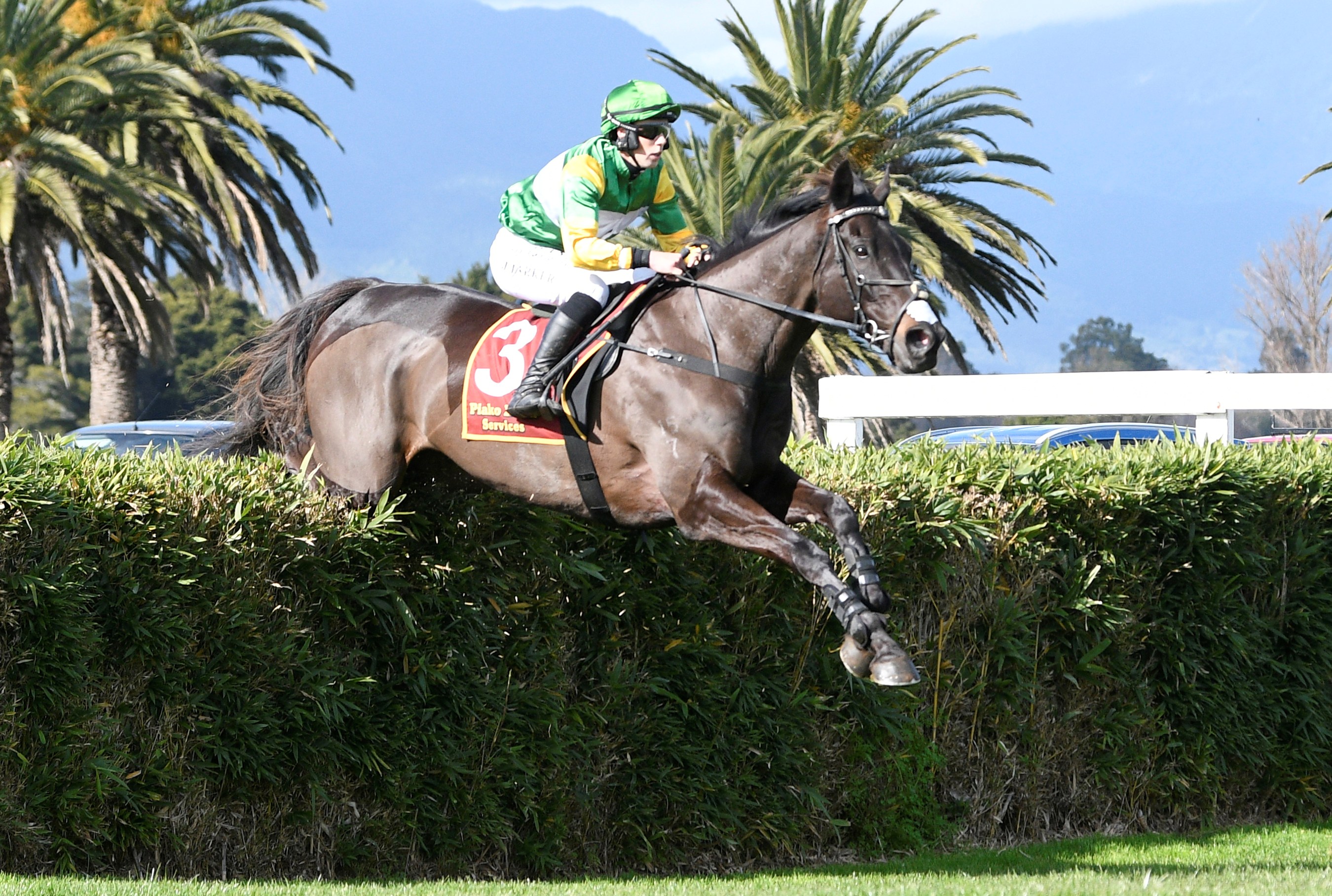 Jo Rathbone Billy Boy seeking to defend Trentham crowns