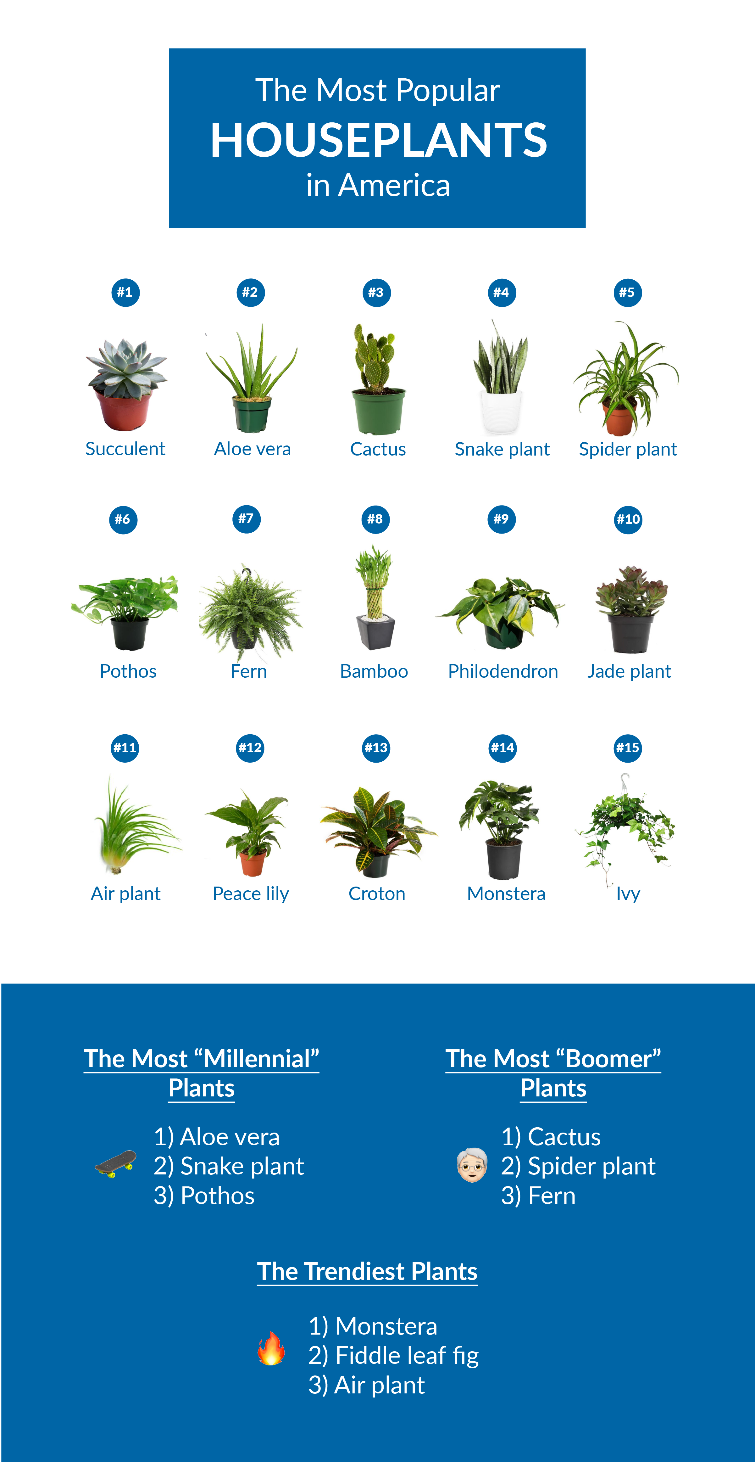 Most Popular Houseplants 2021