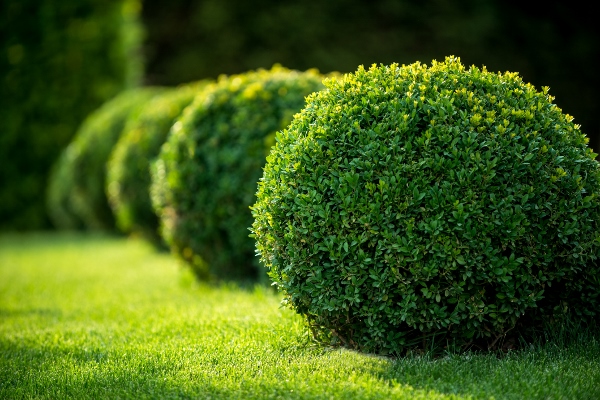 Whats Trending In Landscaping