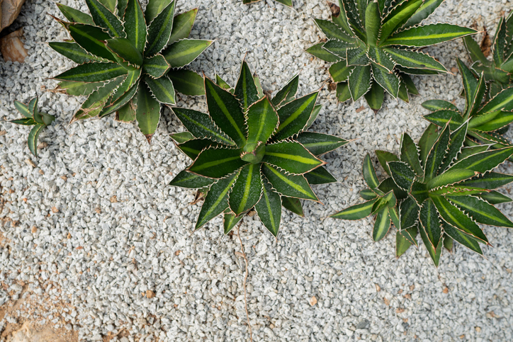 Cómo Encontrar Más Trabajos De Paisajismo Y Jardinería En Texas