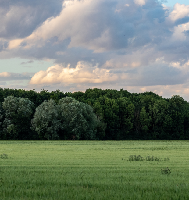 Image of a field, forest and blue and cloudy sky.