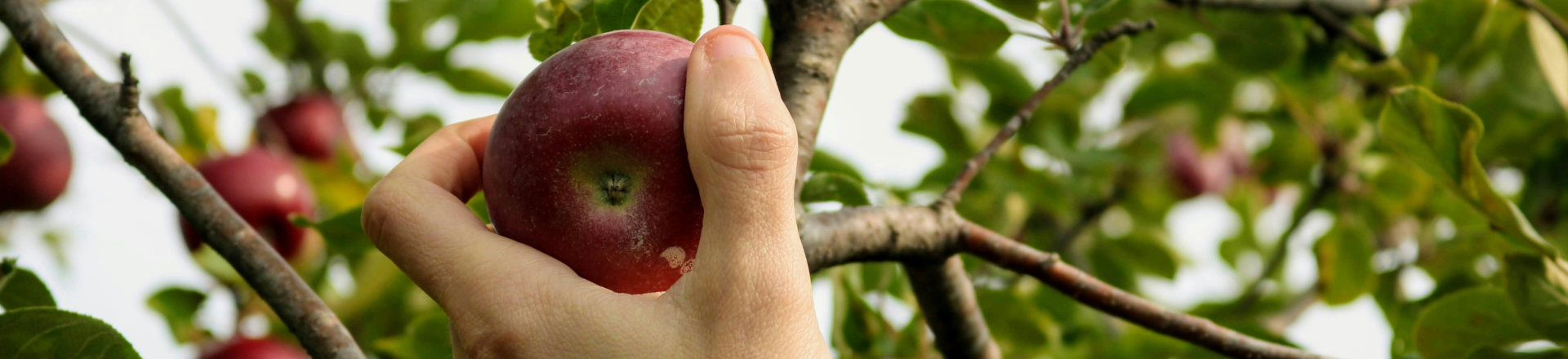 Image of hand picking an apple from a tree branch
