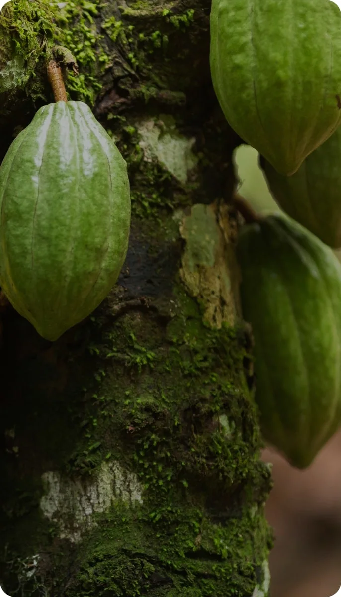 close up of cacao pods on a cocoa tree