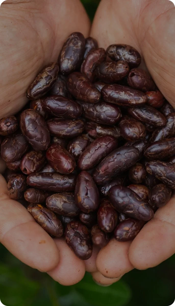 a close up view of cupped hands holding cocoa beans