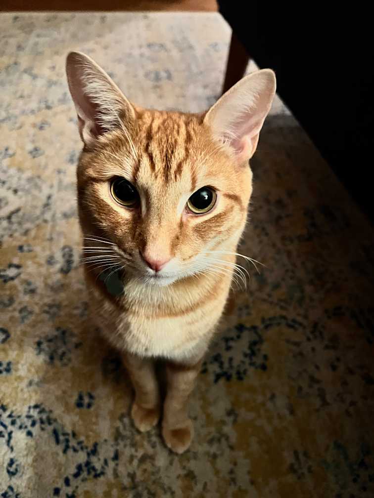 Such a good boi