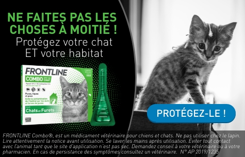 Frontline Pour Chat Et Chaton Zooplus