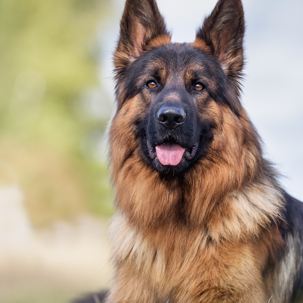 Nourriture Et Accessoires Pour Chien De Race Zooplus