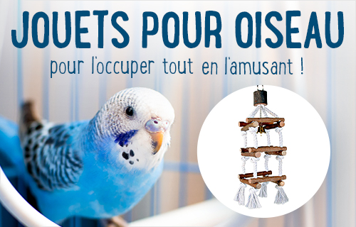 Nourriture Oiseaux Accessoires Oiseaux Boutique Oiseaux