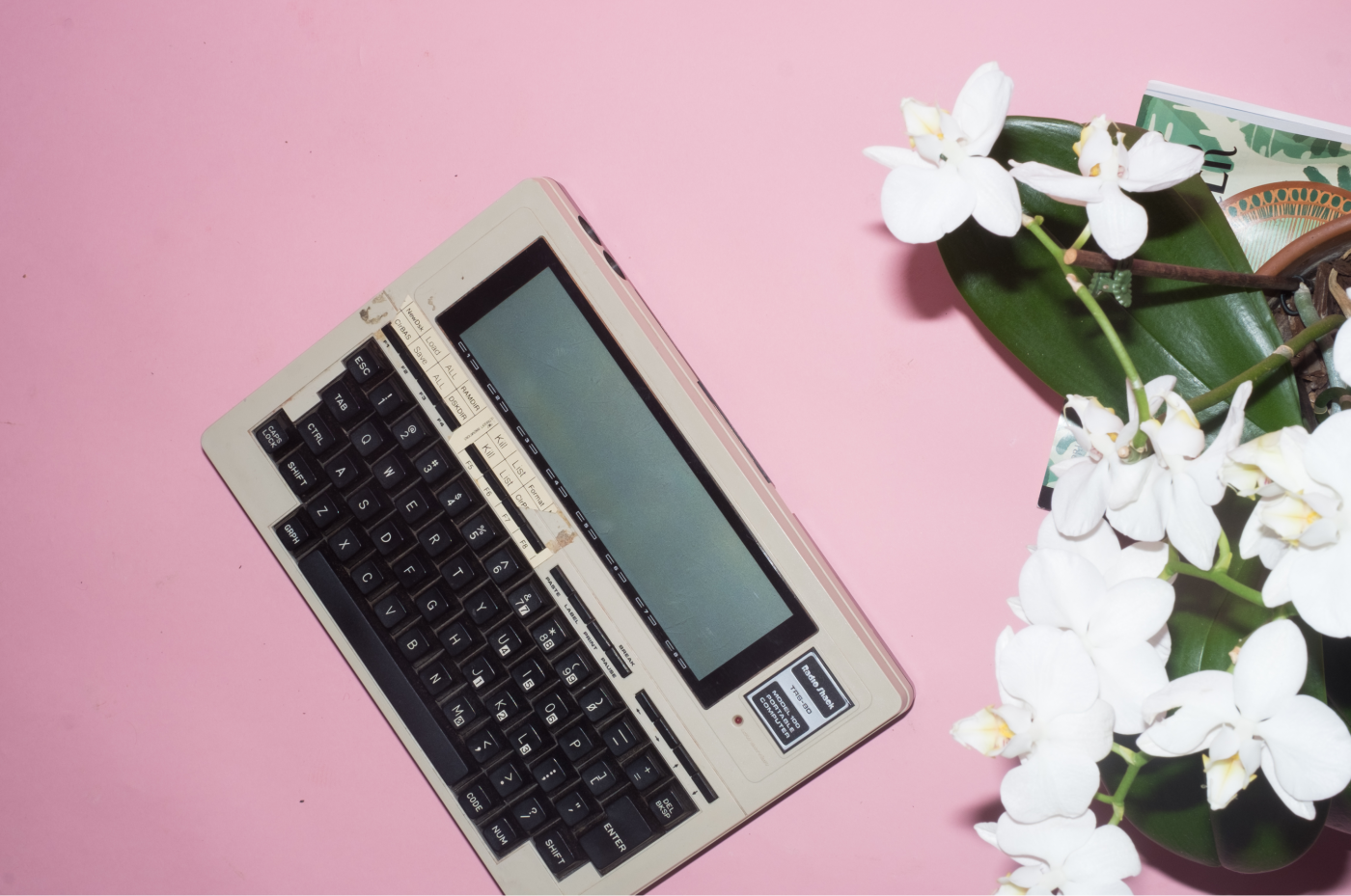 TRS-80 Model 100 and some white flowers on a pink background