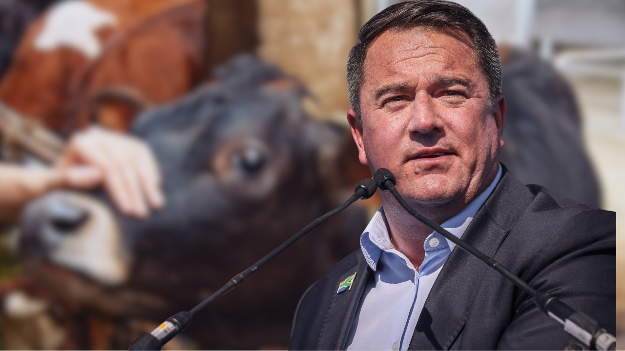 john steenhuisen foot and mouth disease cattle cow
