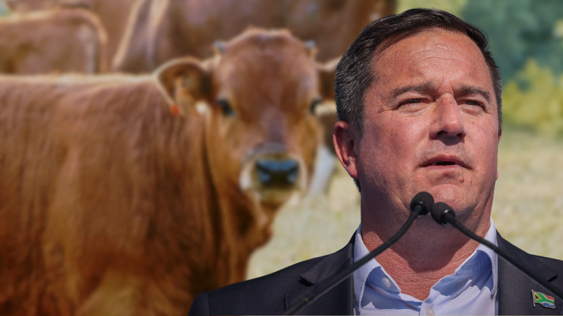 John Steenhuisen. Cow