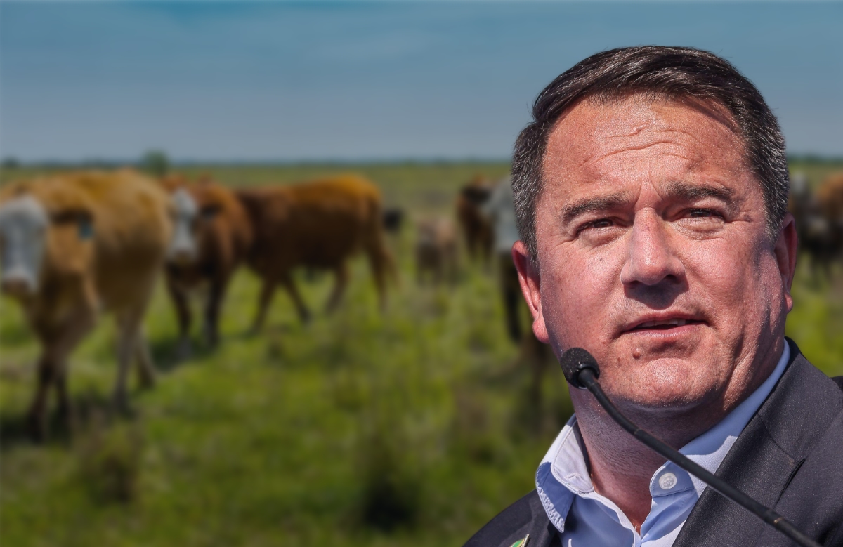 John Steenhuisen en 'n kudde koeie