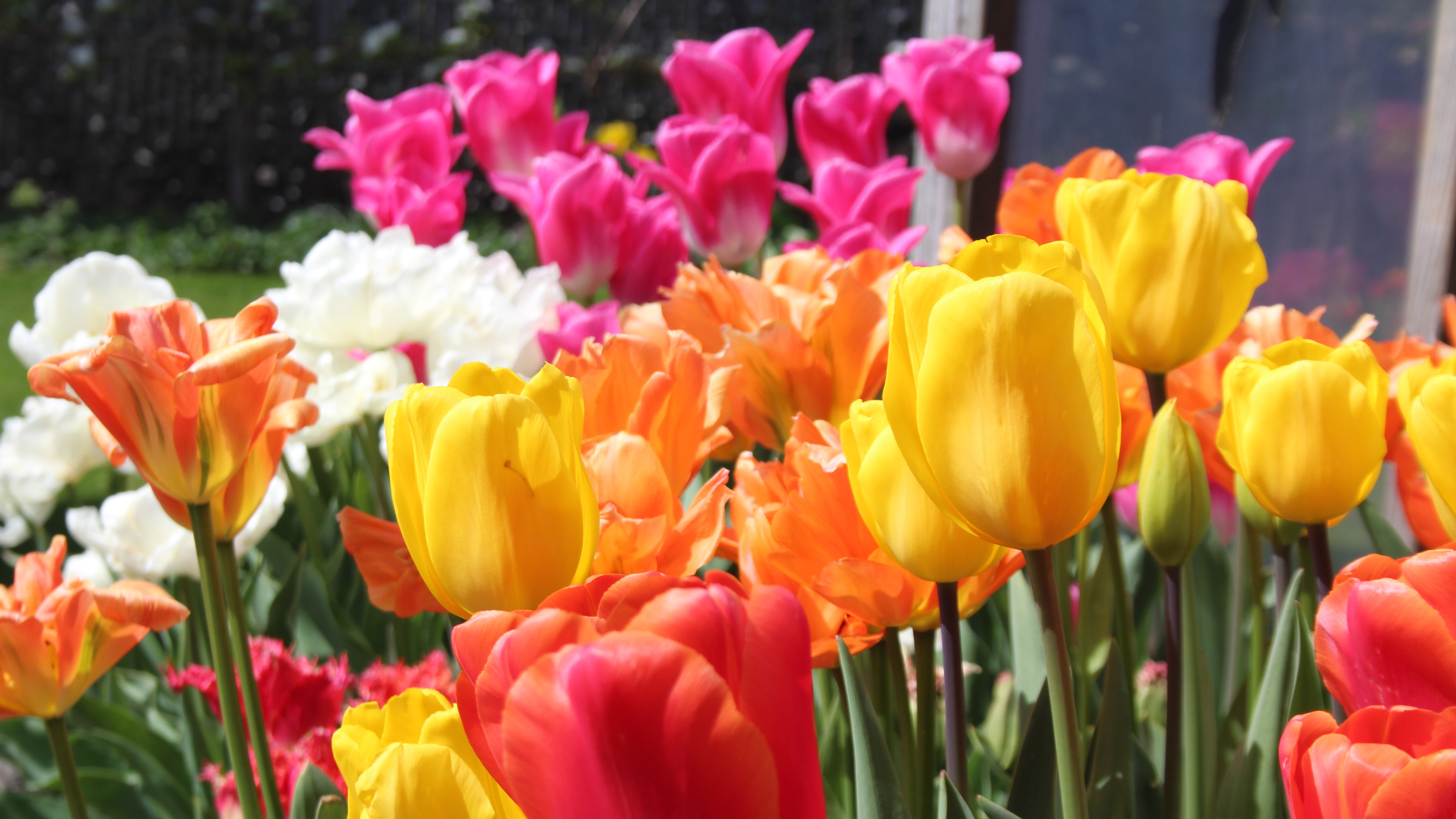 Vanaf september weer volop aanbod bloembollen & vlinderplanten