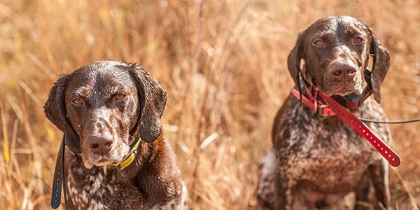 Two bird dogs eagerly awaiting a meal with tired eyes. 