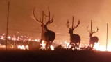 Video: Giant Bull Elk Try to Escape Wildfire