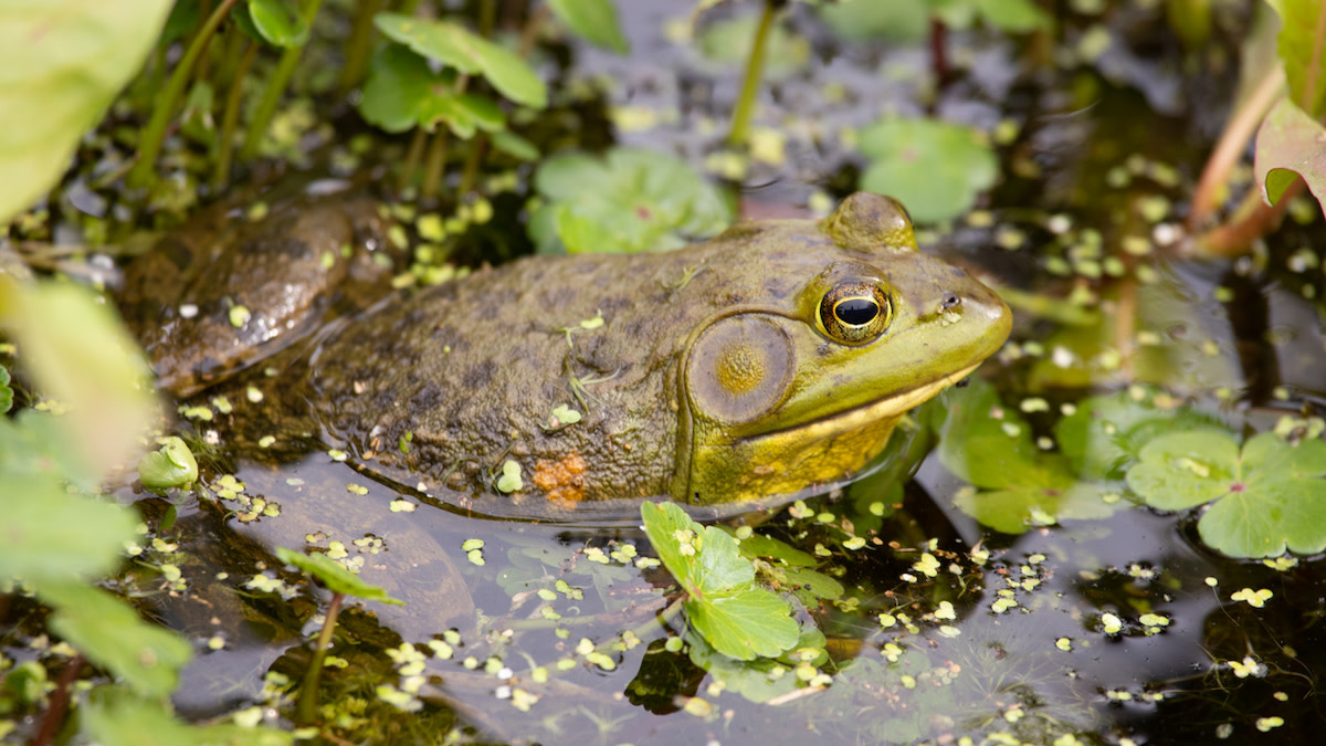 How to Gig for Frogs