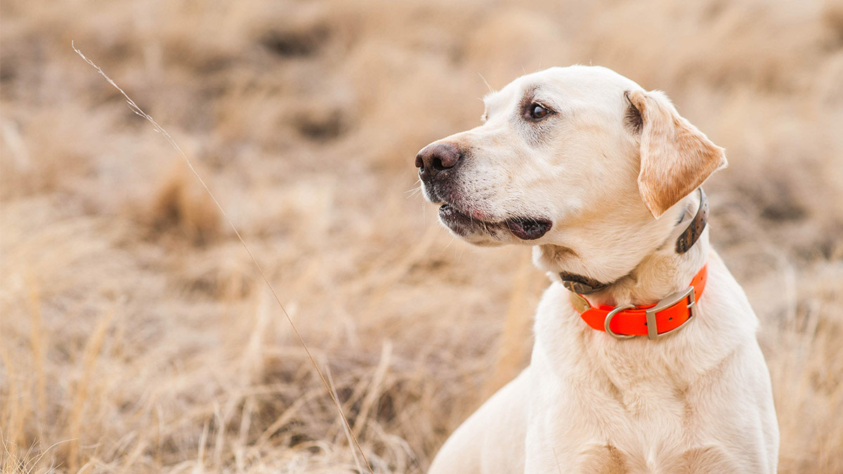Ask A Vet: Labrador Retriever Medical Concerns