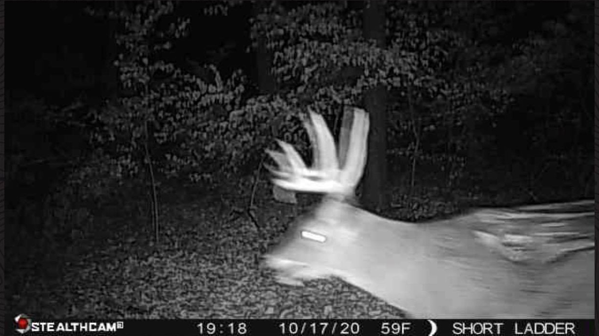 whitetail buck with giant injury