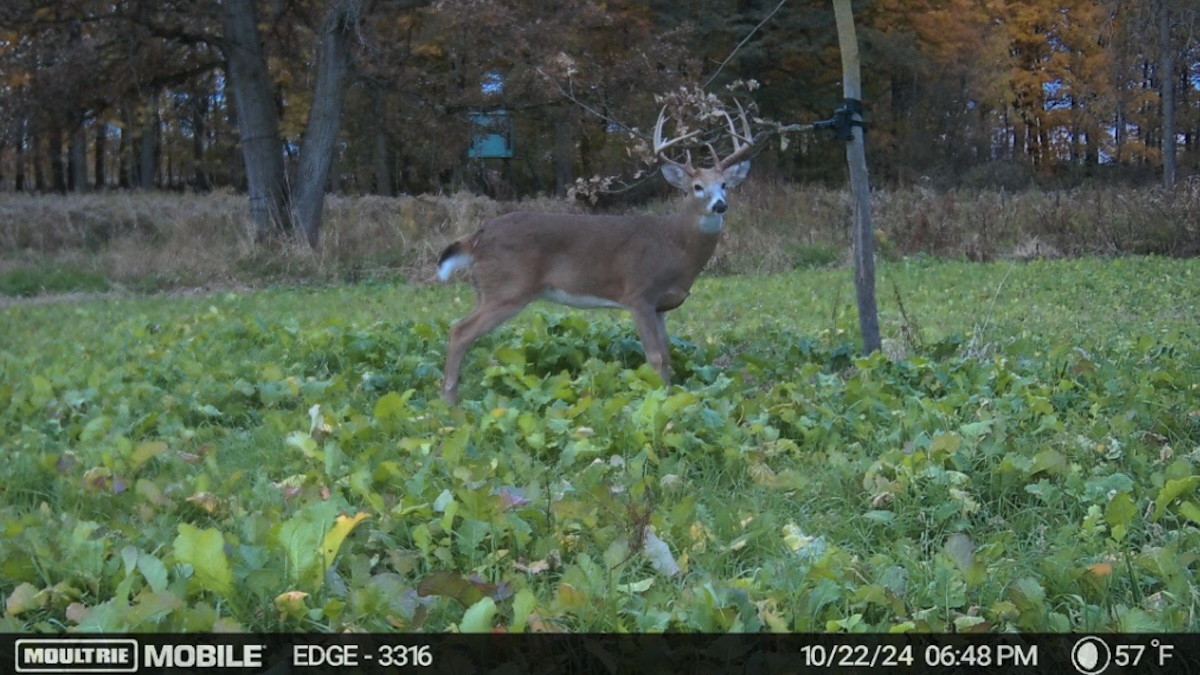 trail cam buck