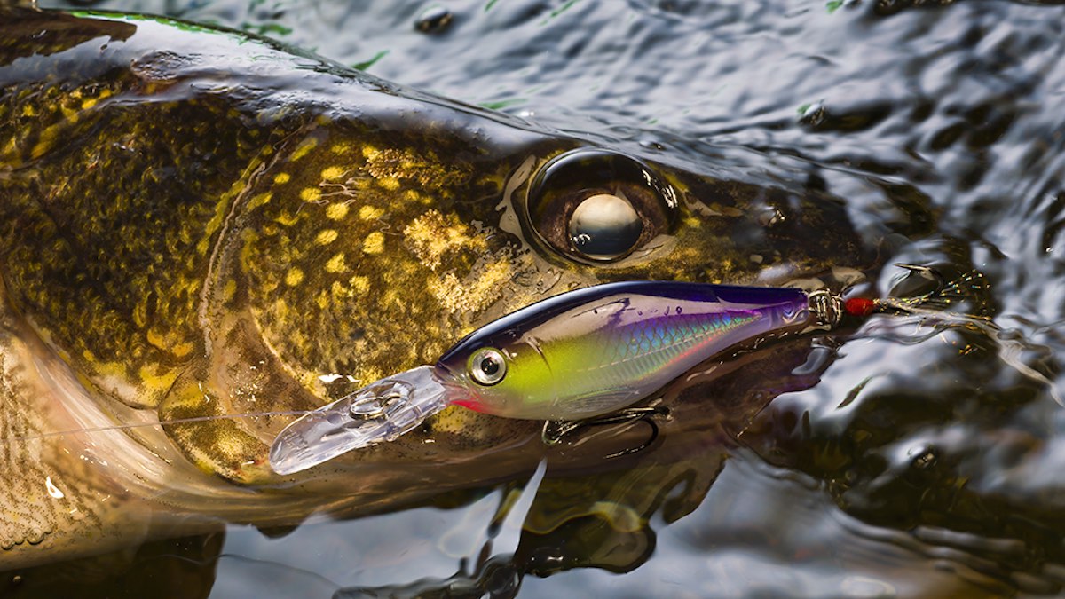 Walleye bait on sale