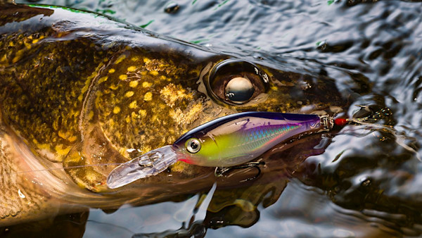 5 Best Crankbaits for Walleye