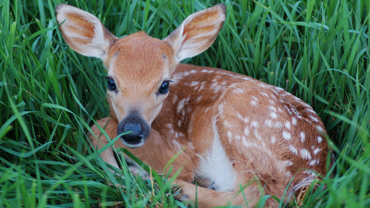 Baby deer rescue near sales me